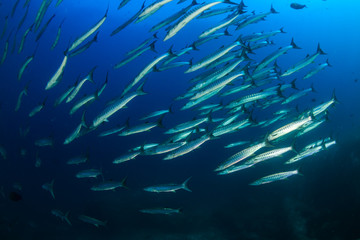 Fototapeta na wymiar Large school of Barracuda in a blue tropical ocean (Koh Tachai, Thailand)