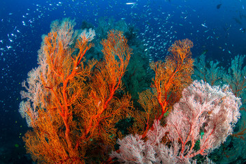 Naklejka na ściany i meble Beautiful, colorful tropical coral reef at the Surin Islands (Richelieu Rock)