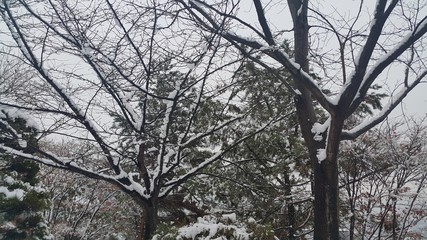 snow on ground and tree branches in winter snowfall season