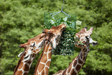 giraffe in cattività si nutrono di foraggio
