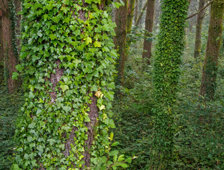 Symbiosis in an eucalyptus forest - Santa Irene, Galica, Spain