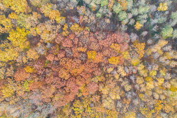 autumn forest - view from above