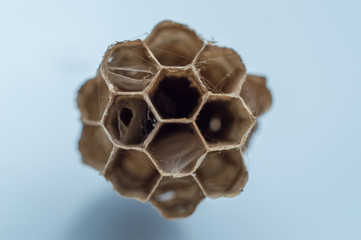 honeycomb isolated on white