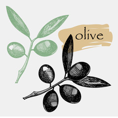 Black and green olives. Hand drawn graphic branches. Vector illustration