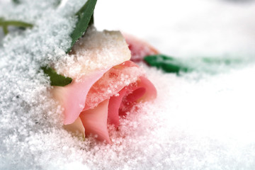 Pale pink rose powdered with snow.