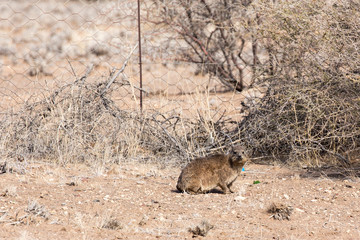 Kerodon big mouse in a street