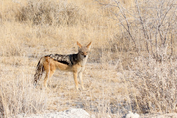 Jackal standing in golden grass looking at camera