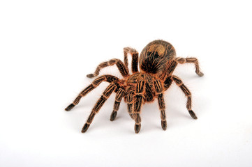 Chilenische Vogelspinne (Euathlus sp. bronze) - tarantula from Chile