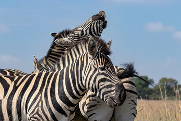 Zebra fooling about
