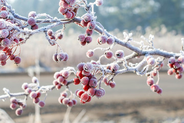 Frosted hawthorn berries in the garden.