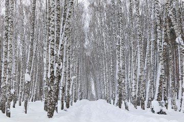 Birch grove covered with snow