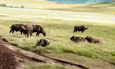Bufalos in the prairies of Tanzania