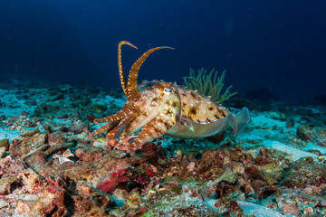 Naklejka na ściany i meble A curious Cuttlefish on a deep, dark tropical coral reef