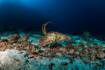 A curious Cuttlefish on a deep, dark tropical coral reef