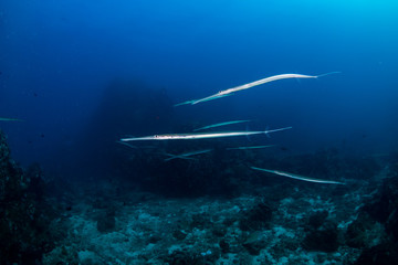 Several Cornet Fish hovering on a tropical coral reef