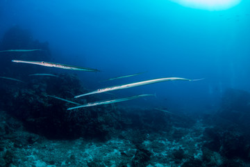 Fototapeta premium Several Cornet Fish hovering on a tropical coral reef