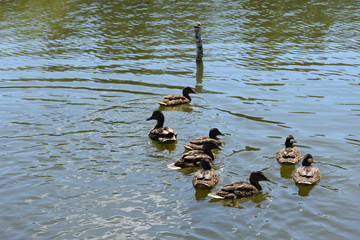 Kaczki w jeziorze © KamFOT