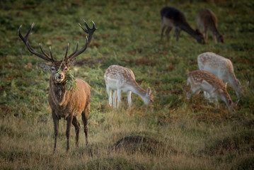 Stag and Hind red deer in bracken - 235445896