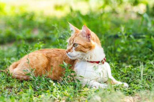 Cute funny red white cat in red collar on the green grass in the summer garden