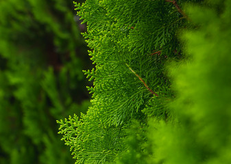 Beautiful natural bakground, the leaf background pattern, abstract background