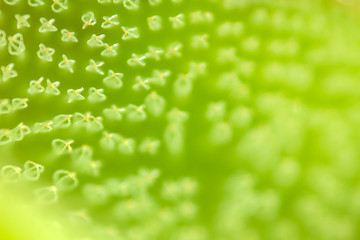 Beautiful natural background, the leaf background pattern, abstract background