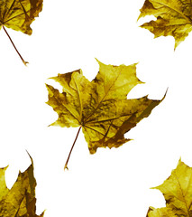 Seamless pattern of leaves, foliage natural branches, green leaves, herbs, tropical plant hand drawn watercolor fresh beauty rustic eco friendly background on white