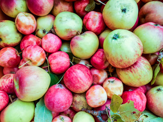 a lot of green red organic fresh sweet apples