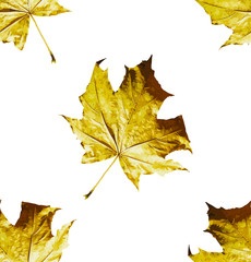 Seamless pattern of leaves, foliage natural branches, green leaves, herbs, tropical plant hand drawn watercolor fresh beauty rustic eco friendly background on white