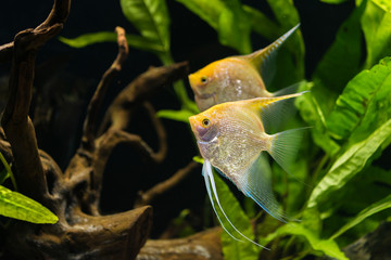 angelfish - Pterophyllum scalare - obrazy, fototapety, plakaty