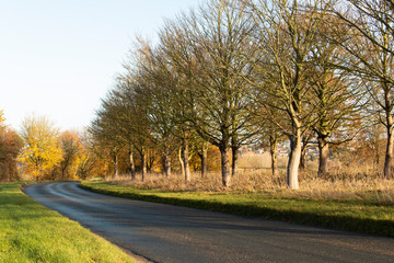 Autumn Trees By The Roadside