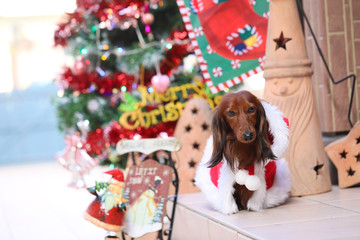 クリスマスを楽しむダックスフンド
