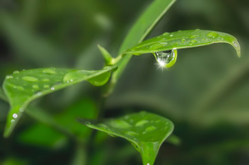 Beautiful natural background, the water drop on leaf background pattern, abstract background