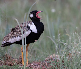 Northern black korhaan calling in the grass