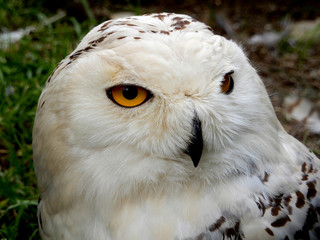 Obraz premium Close-up of head of a snowy owl