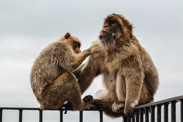Apes