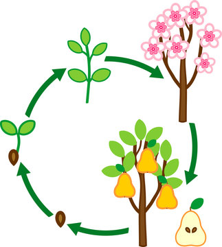 Life cycle of pear tree. Plant growth stage from seed to tree with fruits