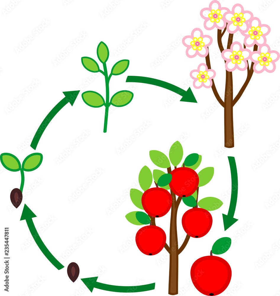 Poster Life cycle of apple tree. Plant growth stage from seed to tree with fruits