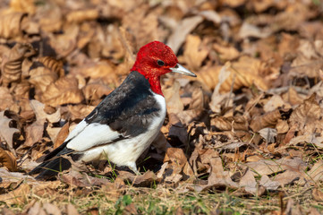 Red-headed woodpecker (Melanerpes erythrocephalus) looking for acorns among fallen oak leaves, Iowa, USA.