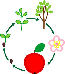 Life cycle of apple tree. Plant growth stage