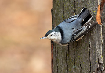 White-breasted nuthatch (Sitta carolinensis) feeding on a tree trunk, Iowa, USA.