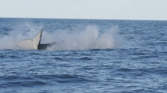 180p slow motion of a humpback whale getting airborne during a breach at merimbula in new south wales, australia