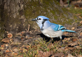 Blue jay (Cyanocitta cristata) searching acorns in under an oak, Iowa, USA