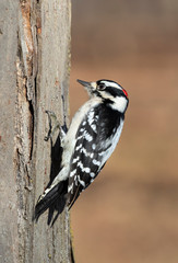 Downy woodpecker (Dryobates pubescens) male feeding on a tree trunk, Iowa, USA