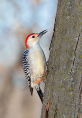 Red-bellied woodpecker (Melanerpes carolinus) male feeding on a tree trunk, Iowa, USA