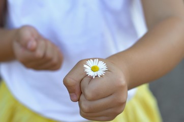Close up of little girl's hand holding a daisy