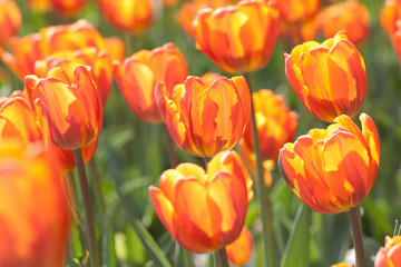 beautiful bright motley orange tulips in sunshine in a summer field or garden