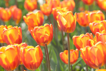 beautiful bright motley orange tulips in sunshine in a summer field or garden