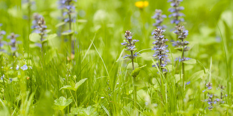 beautiful flowers stachys, blooming in the grass on the summer edge or in the meadow