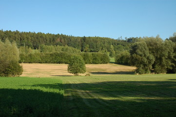 Green summer field with a forest in the background