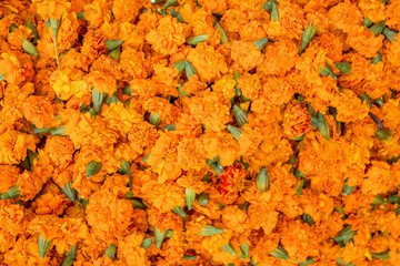 many orange flowers Marigold without stalks and leaves.